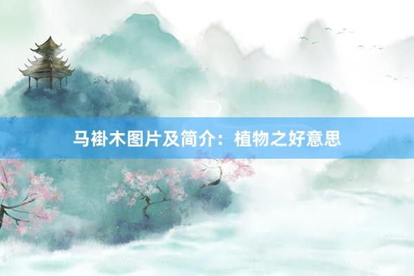 马褂木图片及简介：植物之好意思